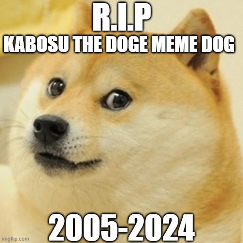 R.I.P / KABOSU THE DOGE MEME DOG / 2005-2024