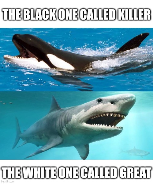 THE BLACK ONE CALLED KILLER /  THE WHITE ONE CALLED GREAT