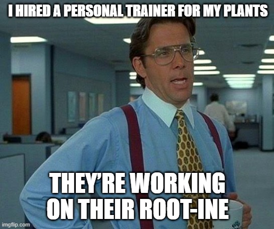 I HIRED A PERSONAL TRAINER FOR MY PLANTS /  THEY’RE WORKING ON THEIR ROOT-INE