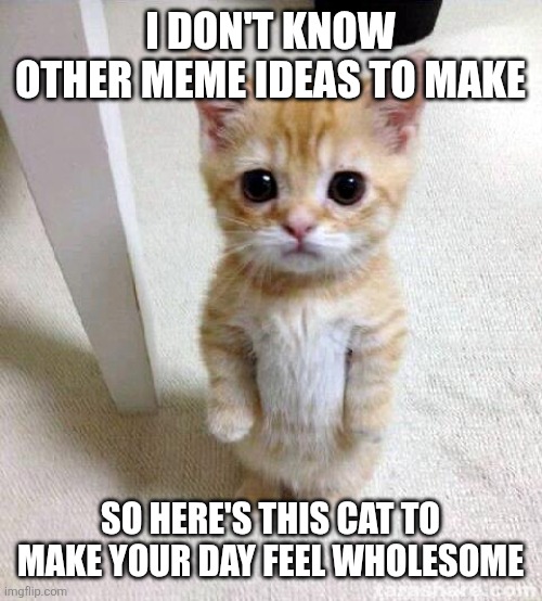 I DON'T KNOW OTHER MEME IDEAS TO MAKE /  SO HERE'S THIS CAT TO MAKE YOUR DAY FEEL WHOLESOME