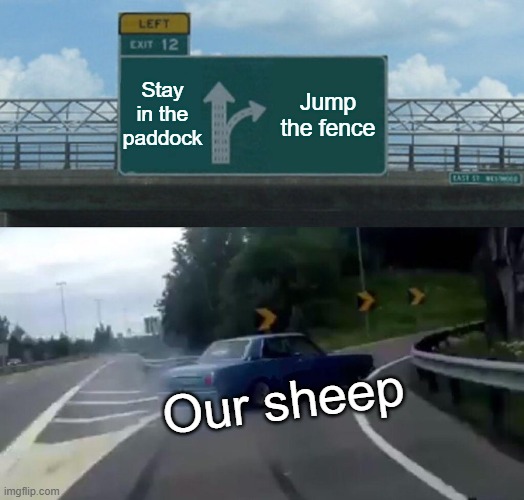 Stay in the paddock /  Jump the fence /  Our sheep